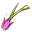 Hibiskusowy Dzwon